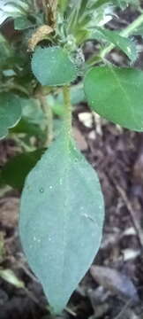 Image of Hairy buckweed