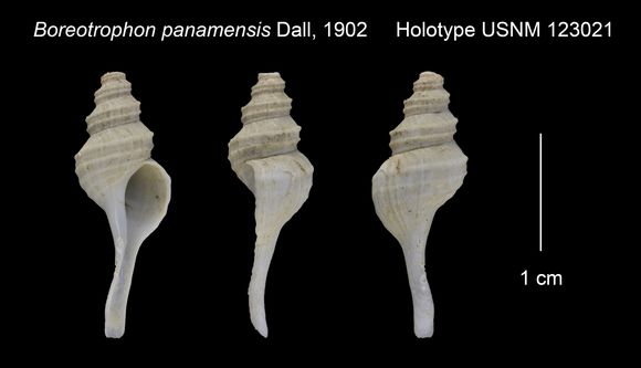 Image of <i>Abyssotrophon panamensis</i> (Dall 1902)