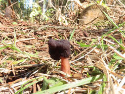 Plancia ëd Gyromitra longipes Harmaja 1979