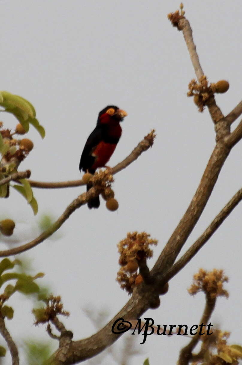 Image of Bearded Barbet