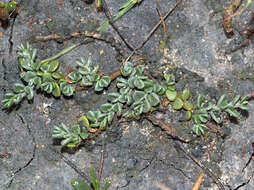 Plancia ëd Wilsonia rotundifolia Hook.