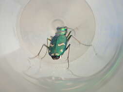 Image of Cowpath tiger beetle