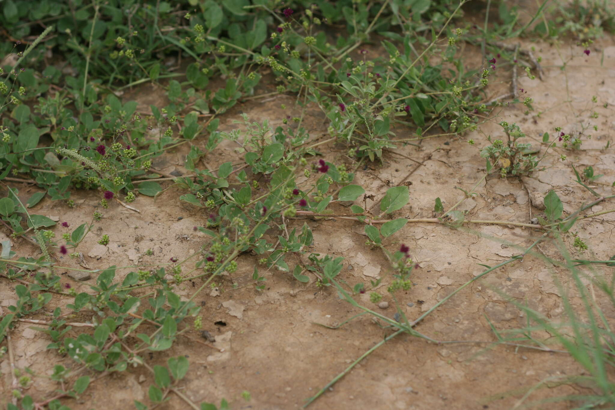 Imagem de Boerhavia cordobensis Kuntze