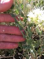 Image of shinyleaf sandpaper plant