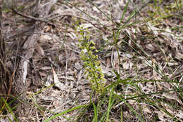 Image de Drosera stolonifera subsp. porrecta (Lehm.) N. Marchant & Lowrie