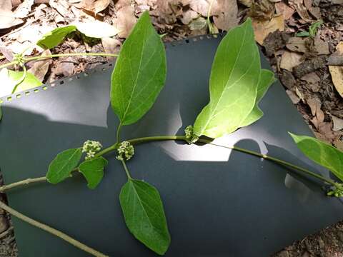 Image of <i>Marsdenia gualanensis</i>