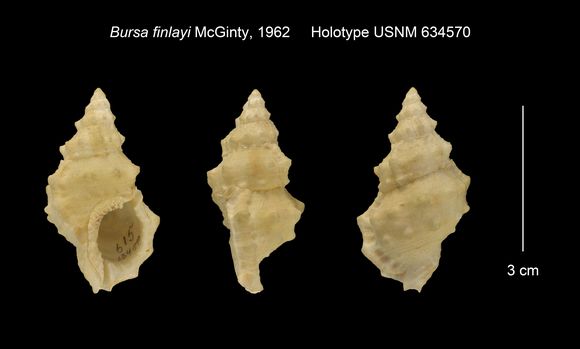 Image of <i>Bursa ranelloides</i> (Reeve 1844)