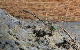 Imagem de Austrogomphus amphiclitus (Selys 1873)