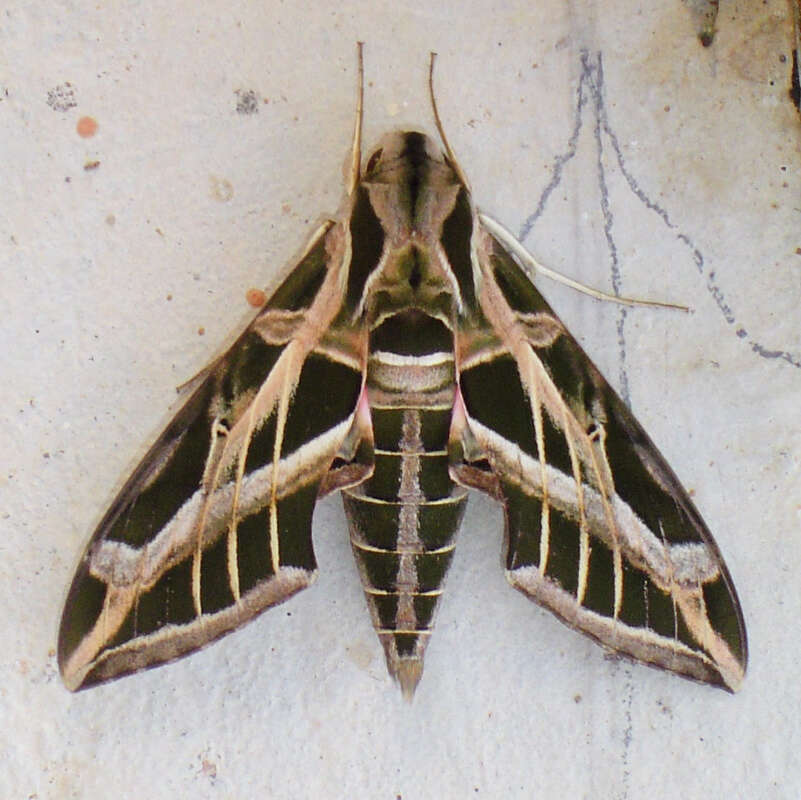 Image of Vine Sphinx