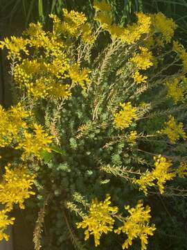 Слика од Petrosedum Grulich