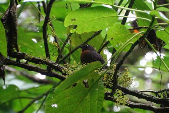 Image of Black-cheeked Ant Tanager