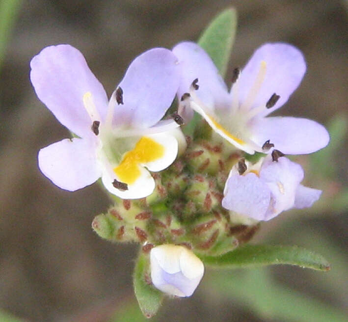 Image of Melanospermum foliosum (Benth.) O. M. Hilliard