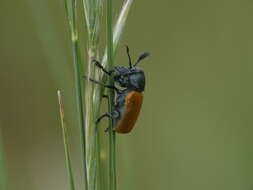 Image of <i>Labidostomis taxicornis</i>