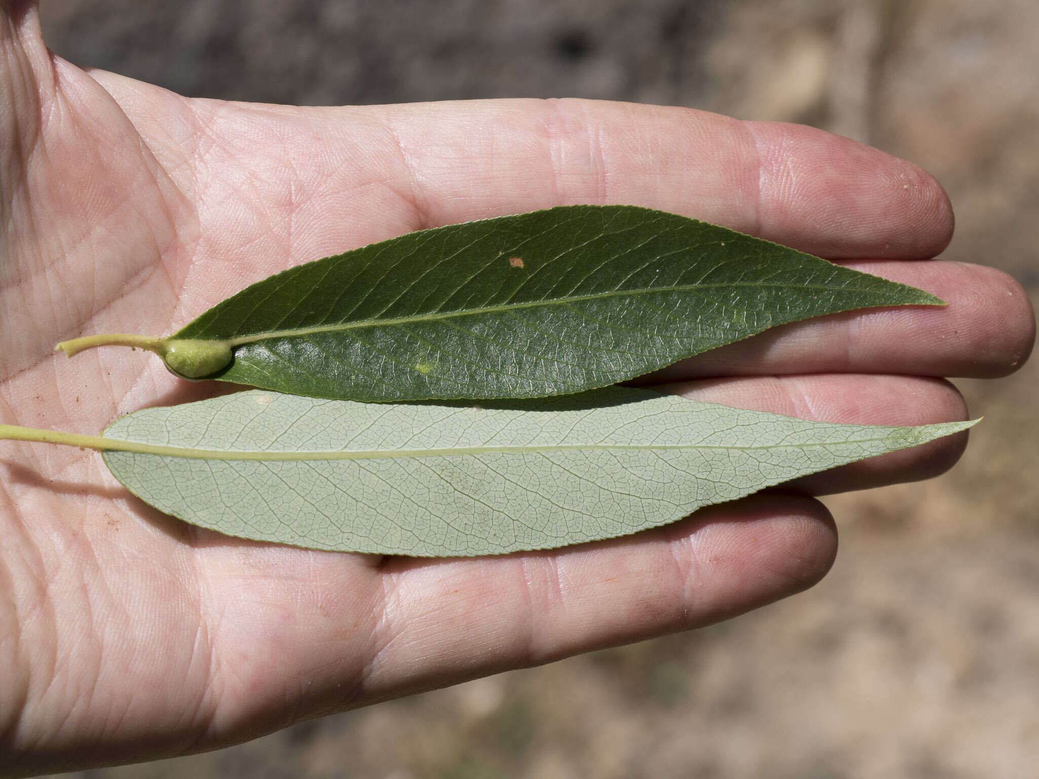 Salix lemmonii Bebb的圖片