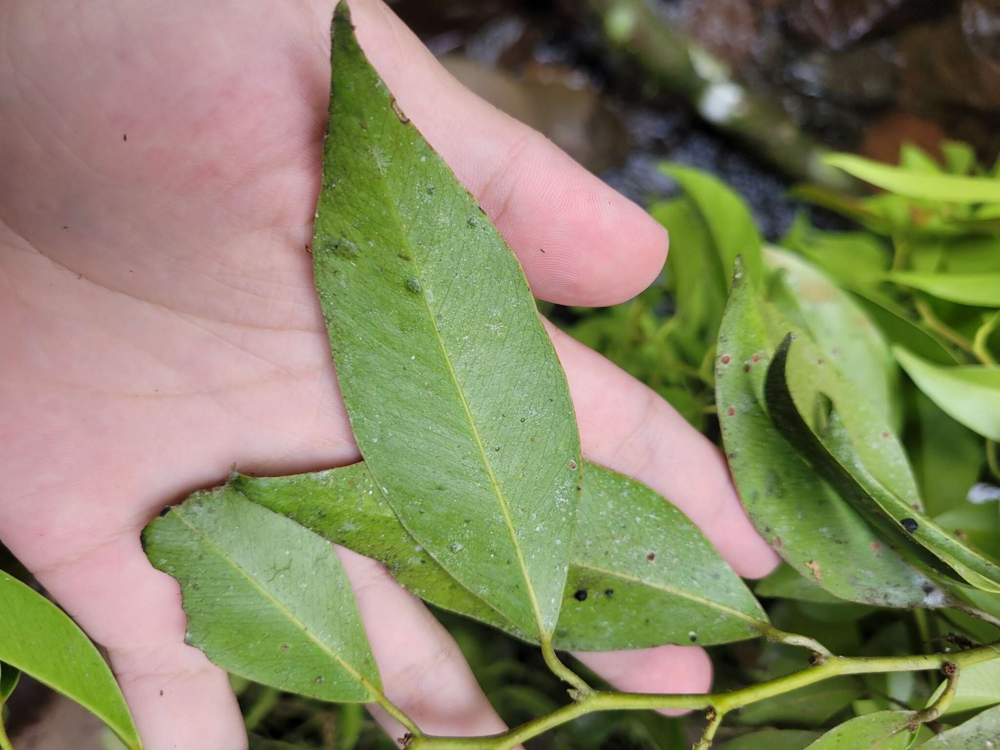 Image of Heisteria silvianii Schwacke