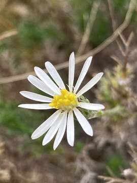 Image of Sommerfeltia spinulosa (Spreng.) Less.