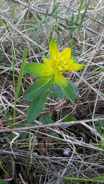 Image of cushion spurge