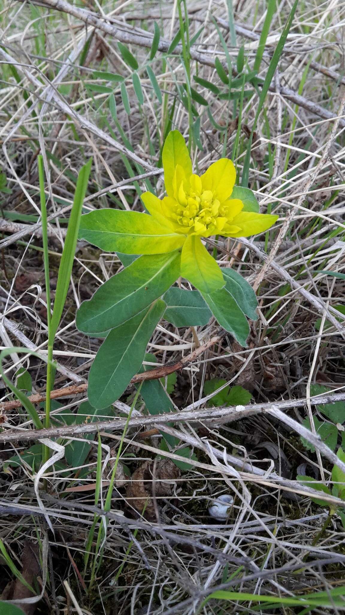 Euphorbia epithymoides L. resmi