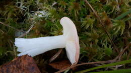 Image of Russula betularum Hora 1960