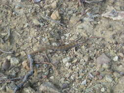 Image of Madrean Alligator Lizard