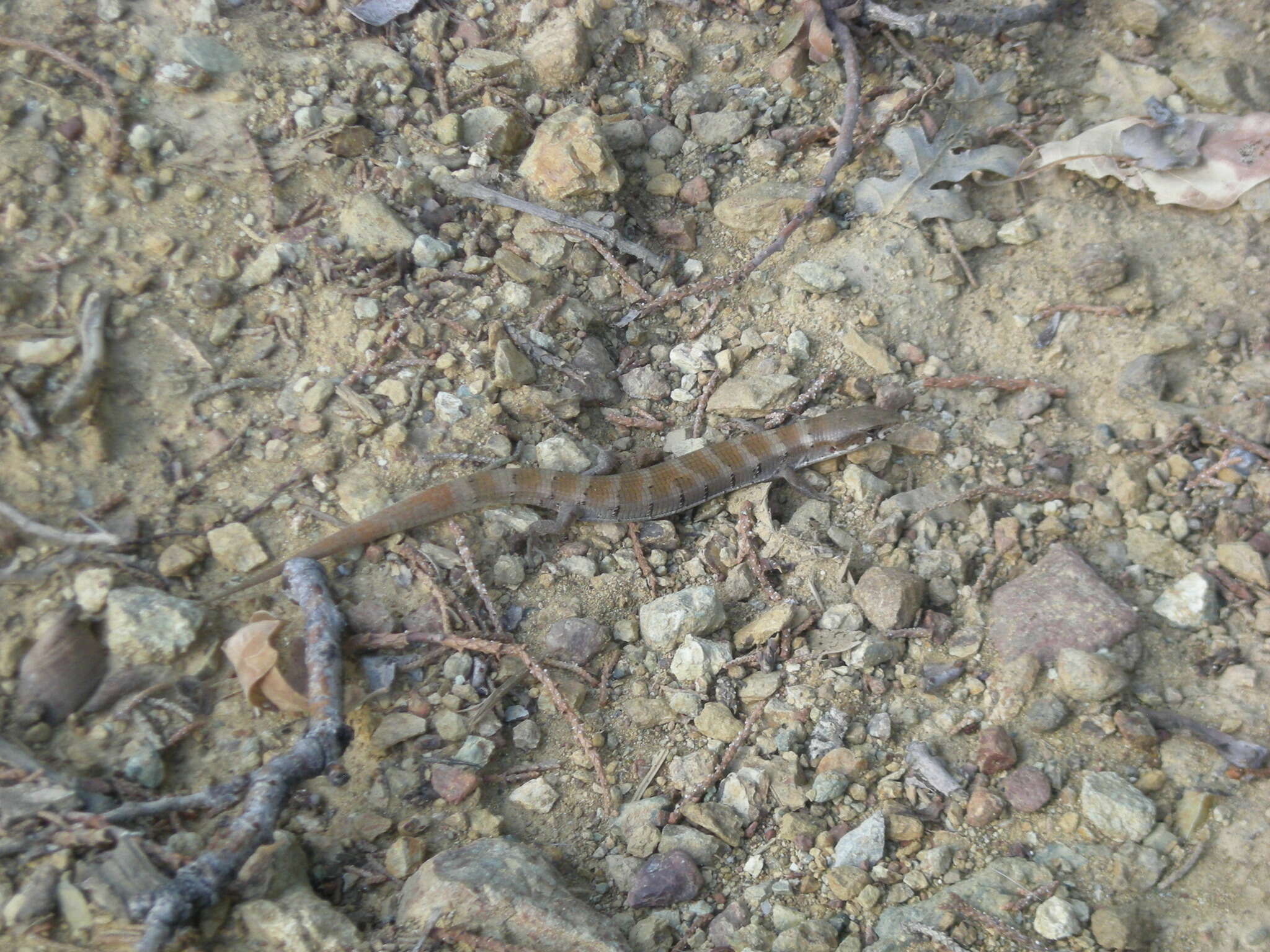 Image of Madrean Alligator Lizard