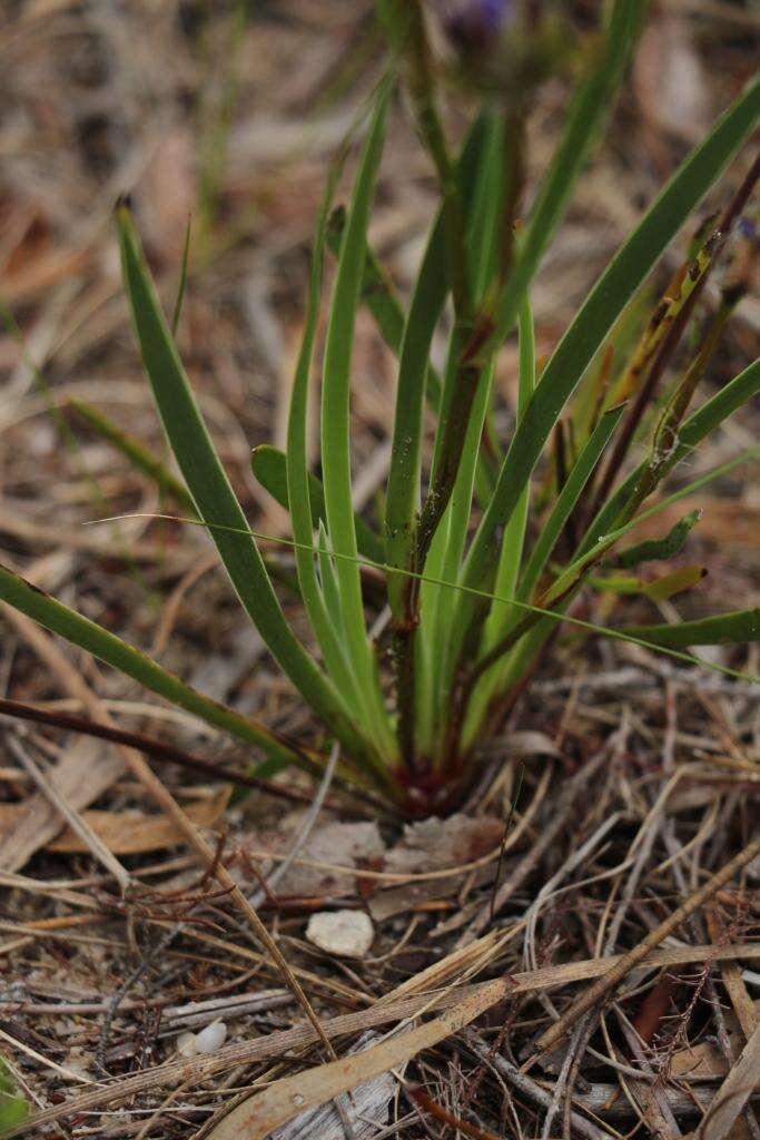 Image of Aristea africana (L.) Hoffmanns.