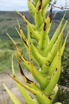 Sivun Crassula acinaciformis Schinz. kuva