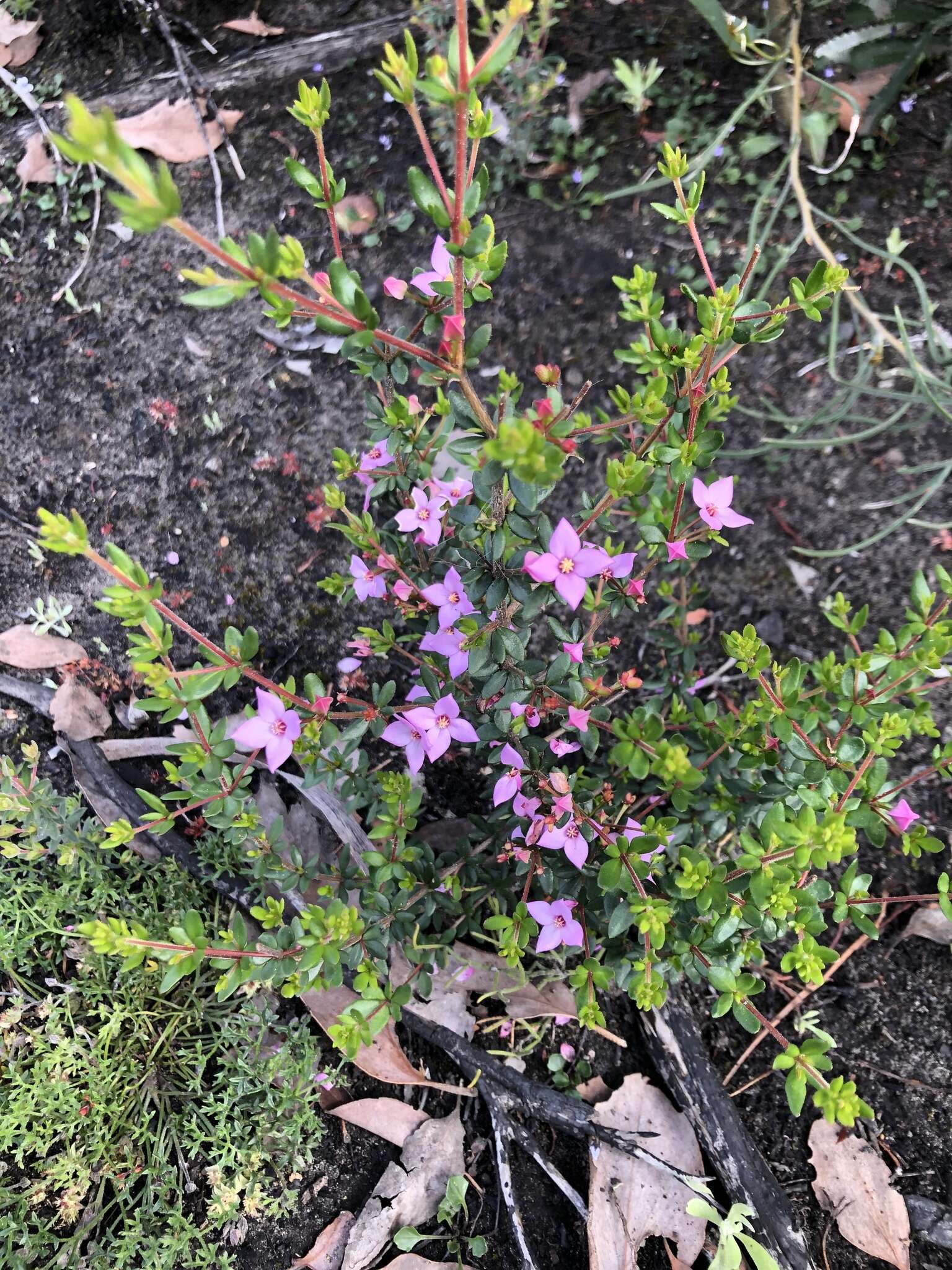 Image of island boronia