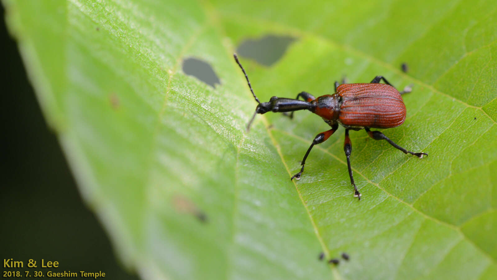 Image of Apoderus jekeli Roelofs 1874