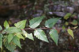 Image of Carpinus kawakamii Hayata