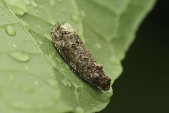 Image of Dudua hemigrapta Meyrick 1931