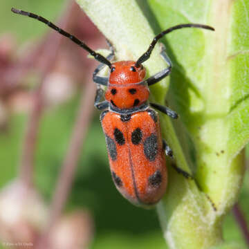 Image of Red Milkweed Beetle