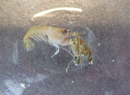 Image of Mediterranean snapping prawn