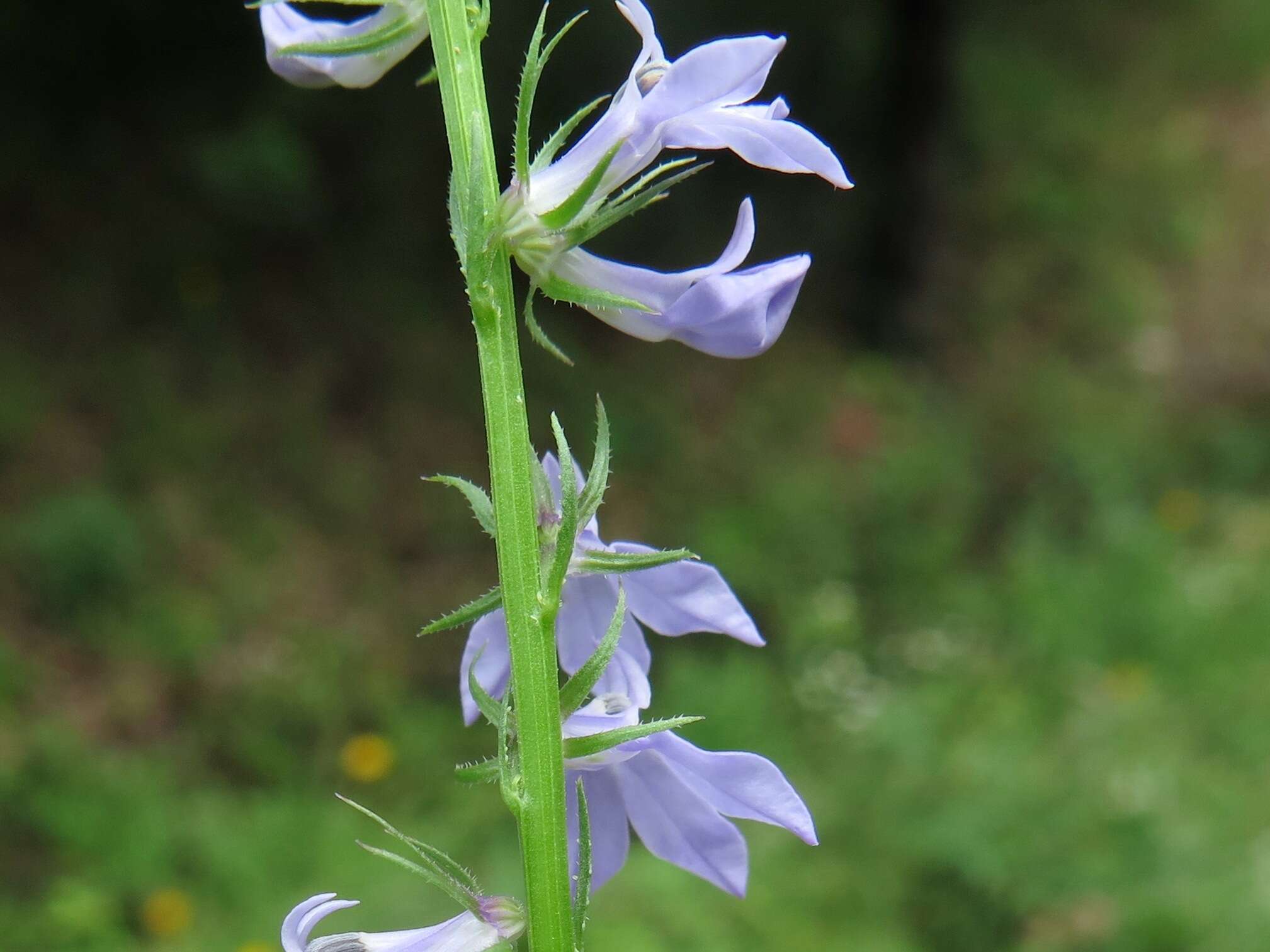 Image of pale lobelia