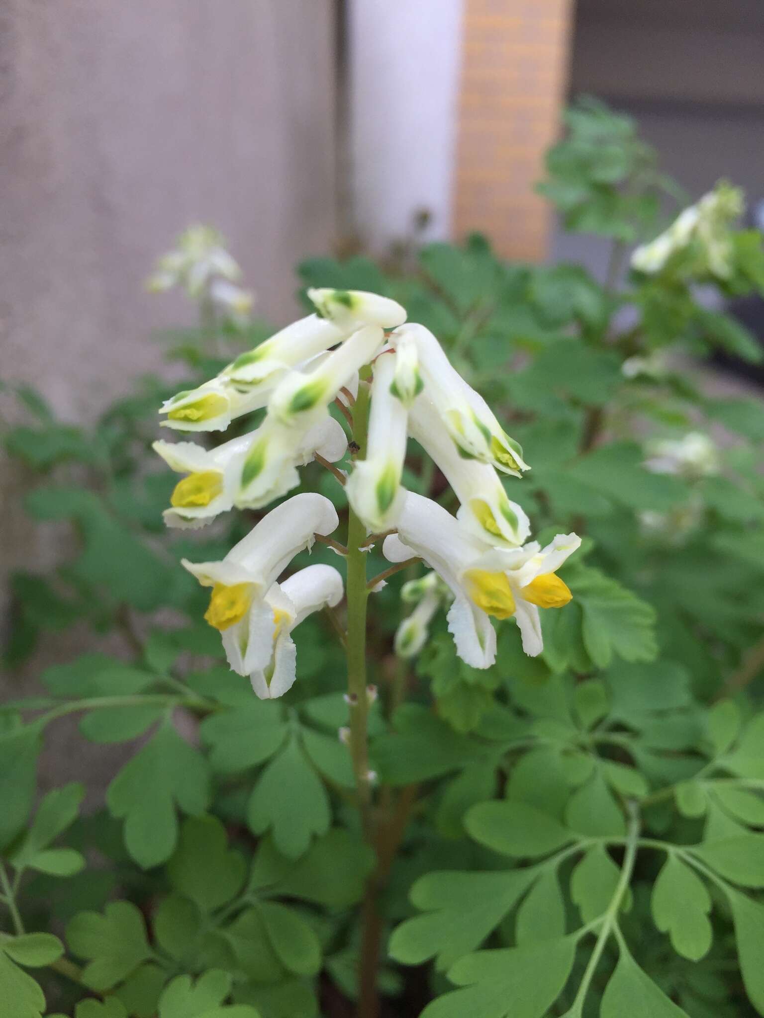 Imagem de Pseudofumaria alba (Mill.) Lidén