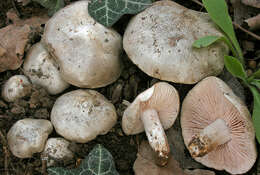 Image of Entoloma saundersii (Fr.) Sacc. 1887