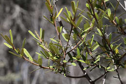 Image of Phebalium graniticola I. Telford & J. J. Bruhl