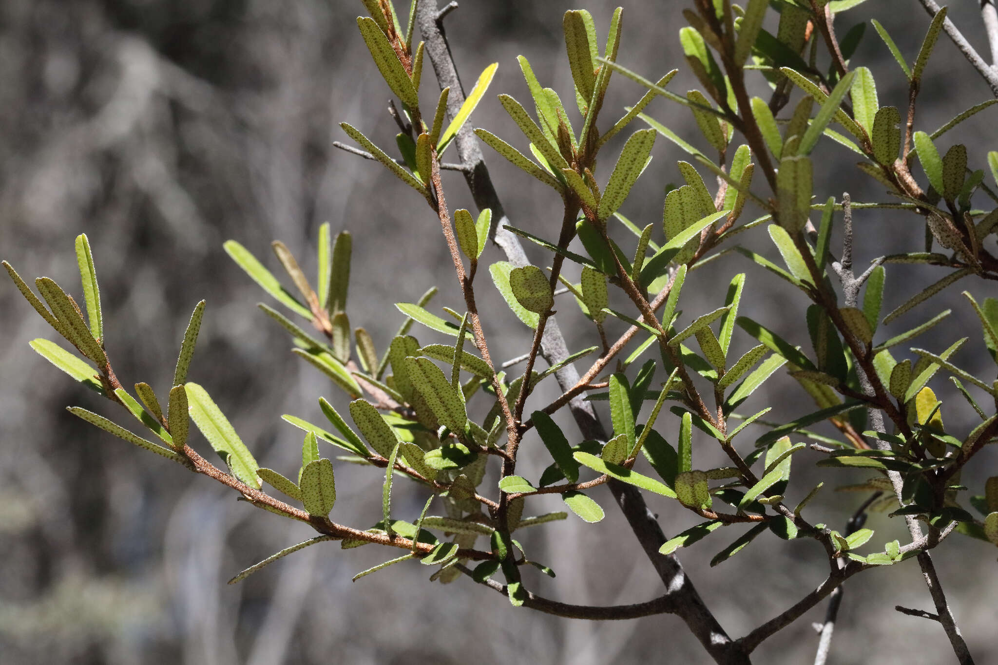 Image de Phebalium graniticola I. Telford & J. J. Bruhl