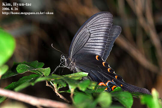 Sivun Papilio macilentus Janson 1877 kuva