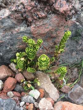 Image of Valeriana alypifolia Kunth