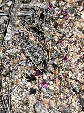 Image of Little Purple Monkey-Flower