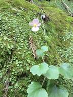 Image of Begonia uniflora S. Watson