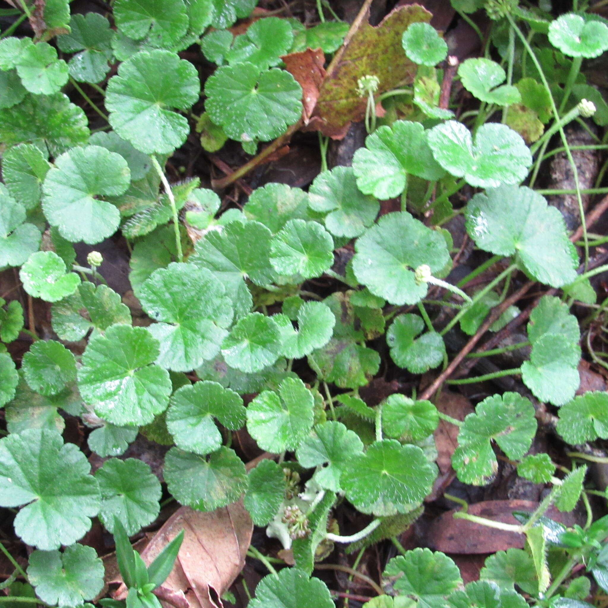 Image de Hydrocotyle bonplandii A. Rich.