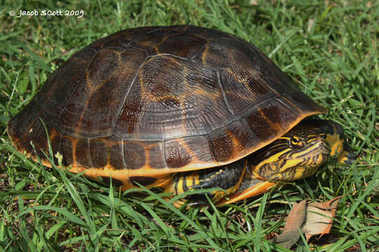 Imagem de Deirochelys reticularia chrysea Schwartz 1956