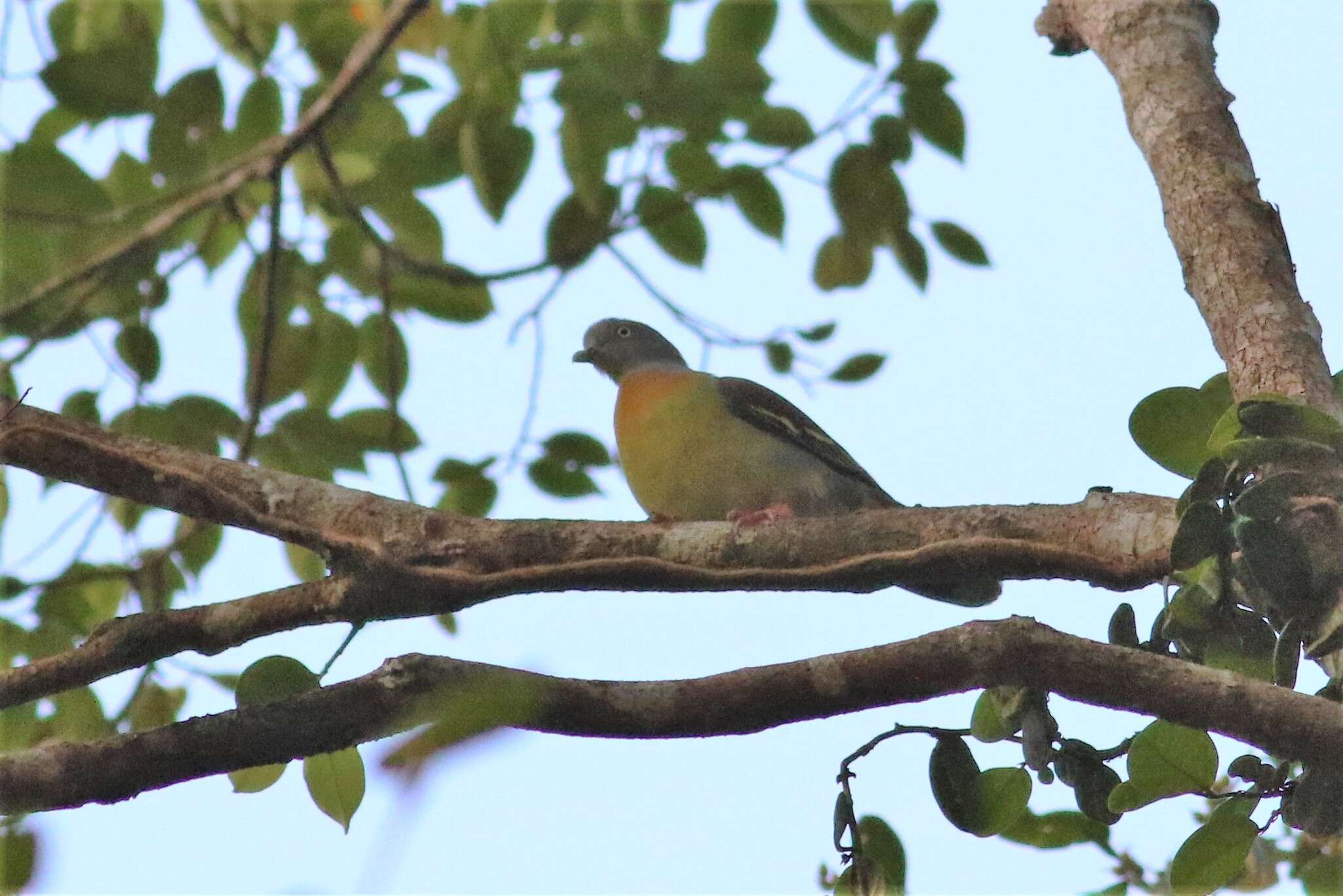 Image of Little Green Pigeon