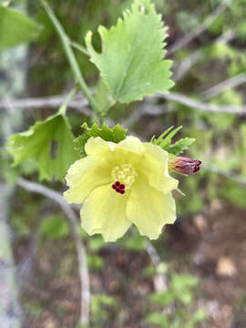 Hibiscus ribifolius A. Gray的圖片