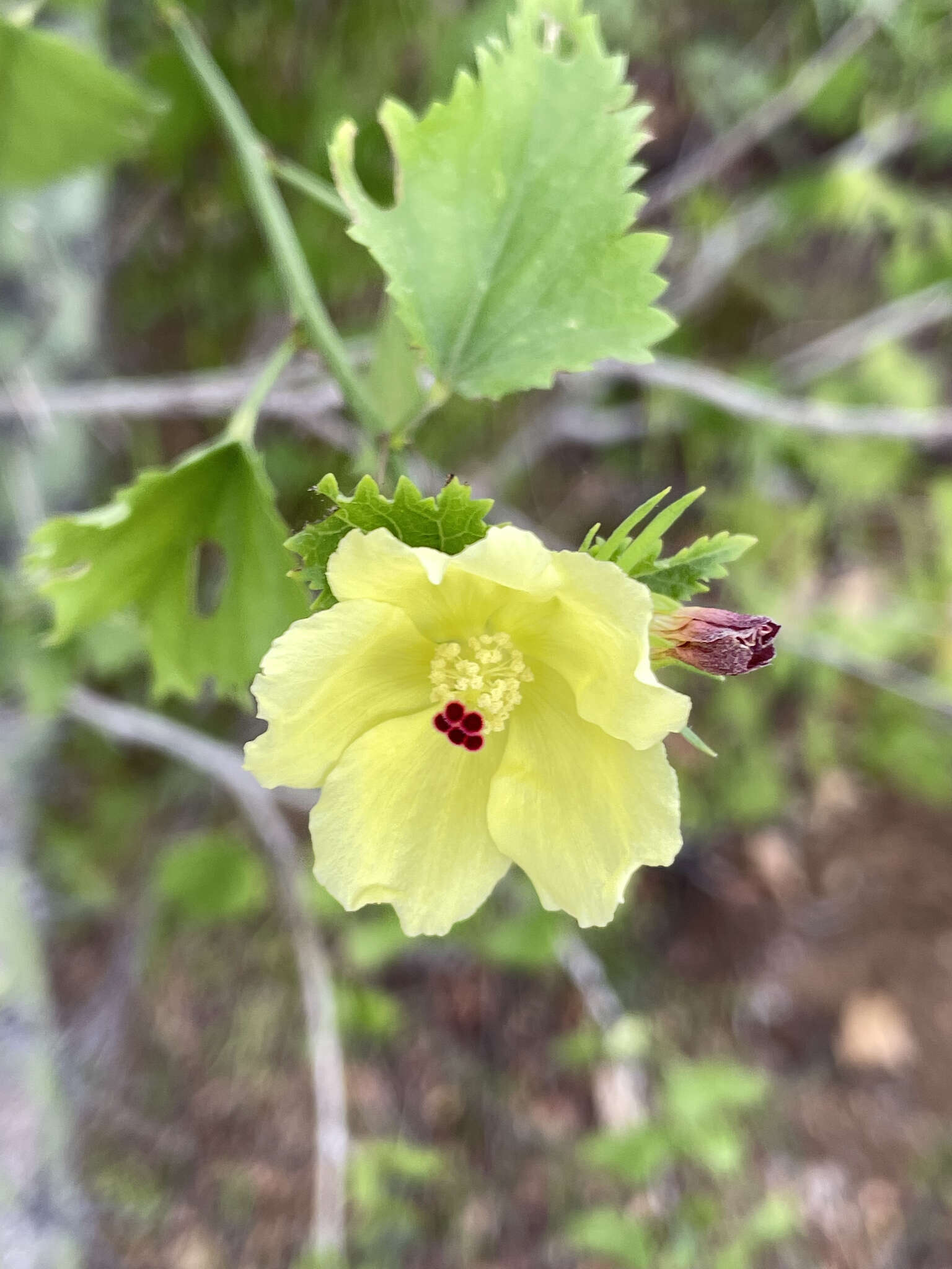 Hibiscus ribifolius A. Gray的圖片