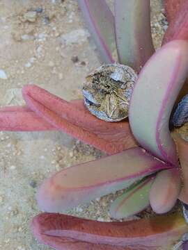 Image of Argyroderma fissum (Haw.) L. Bol.