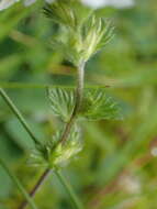 Imagem de Euphrasia officinalis L.