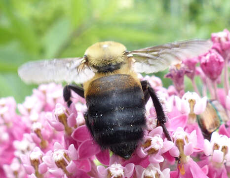 Image of Brown-belted Bumblebee